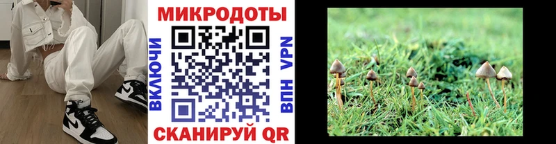 Галлюциногенные грибы Psilocybe Хадыженск